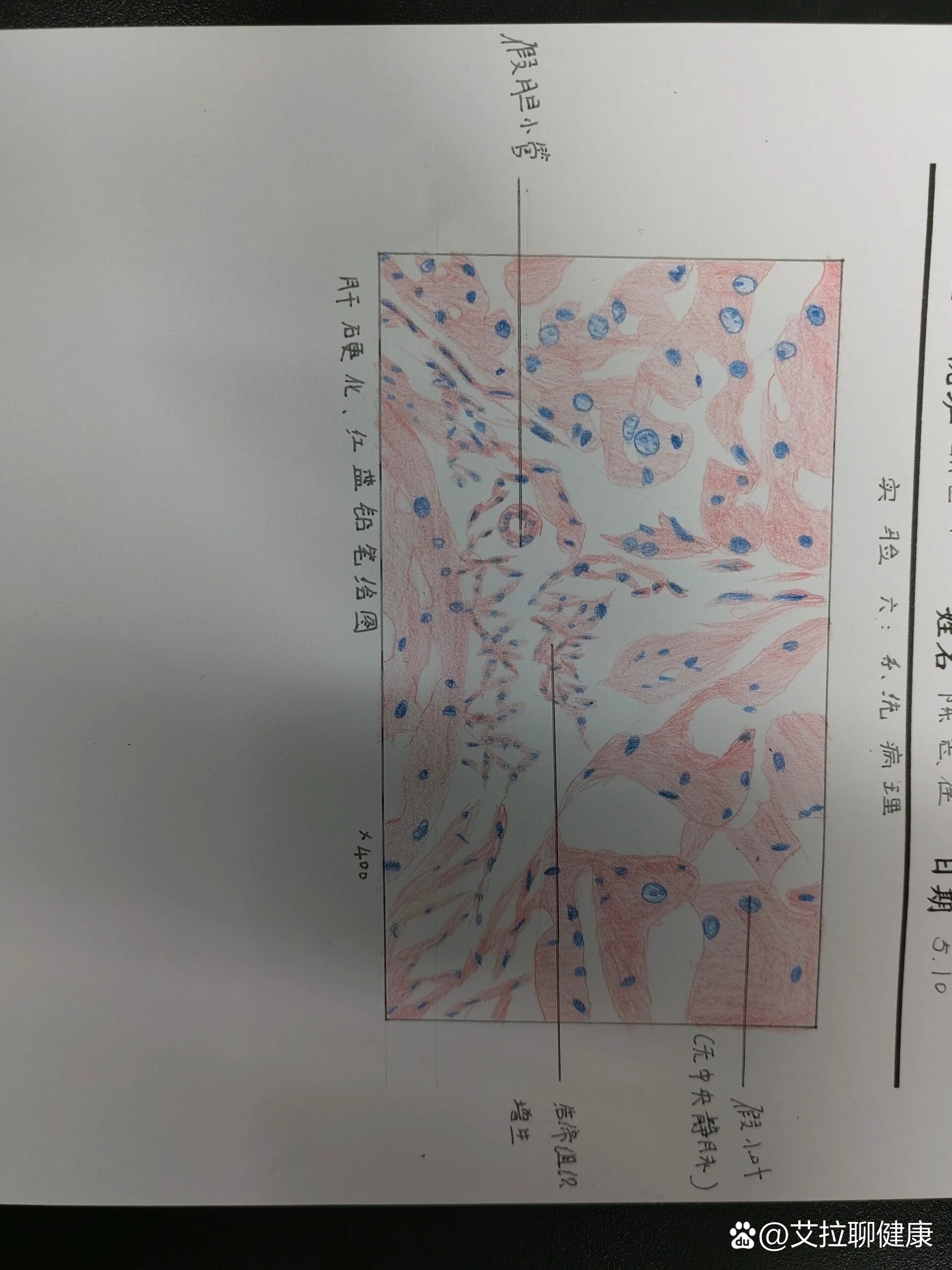 肝脏红蓝铅笔手绘图图片