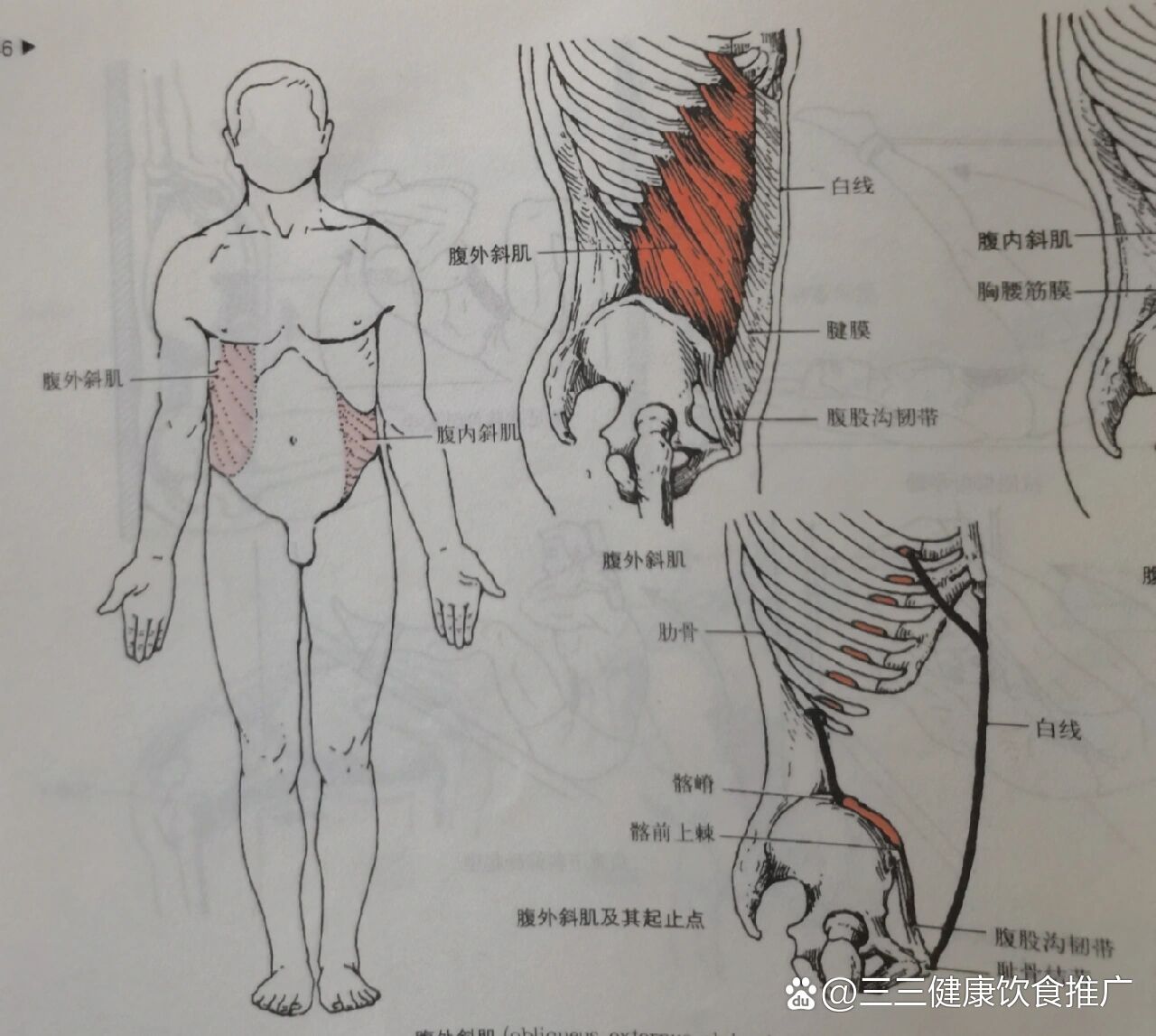  p>每天学习一个肌肉——腹外斜肌 br>部位:在腹部前外侧浅层,肌纤维