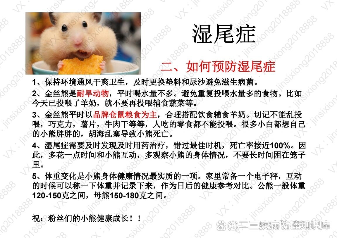 仓鼠金丝熊湿尾症的发现及救治方法建议收藏