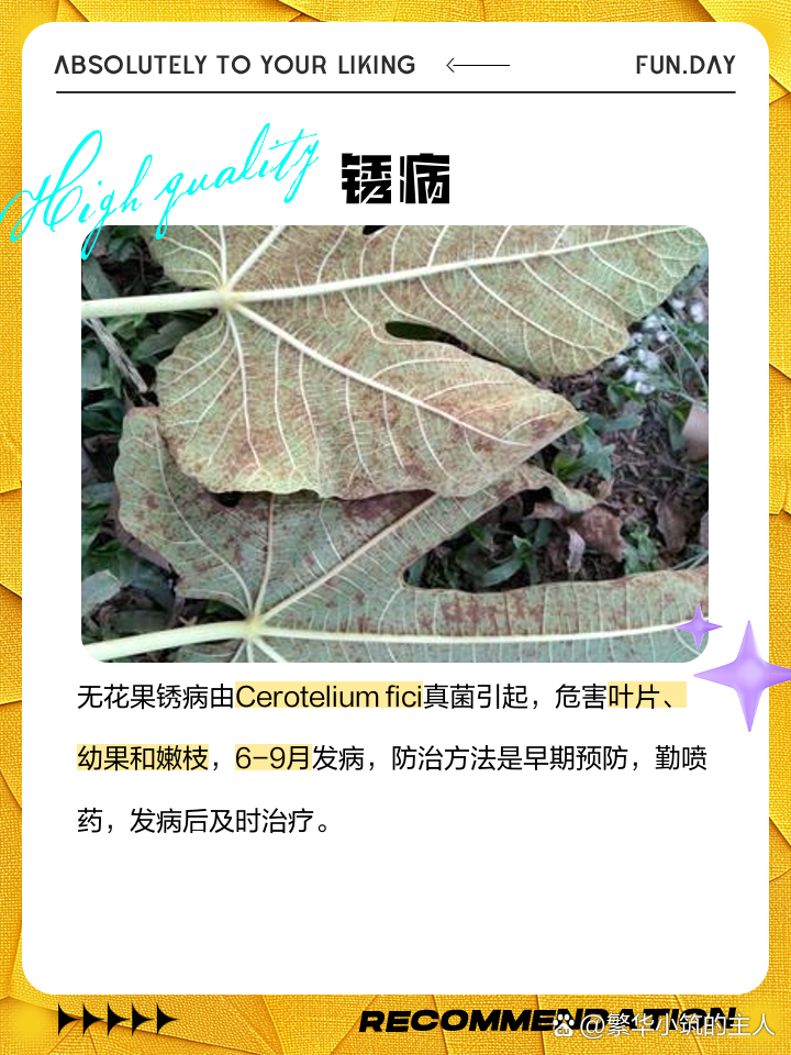 原色花卉病害虫百科 6 无花果叶常见病害及防治🌿