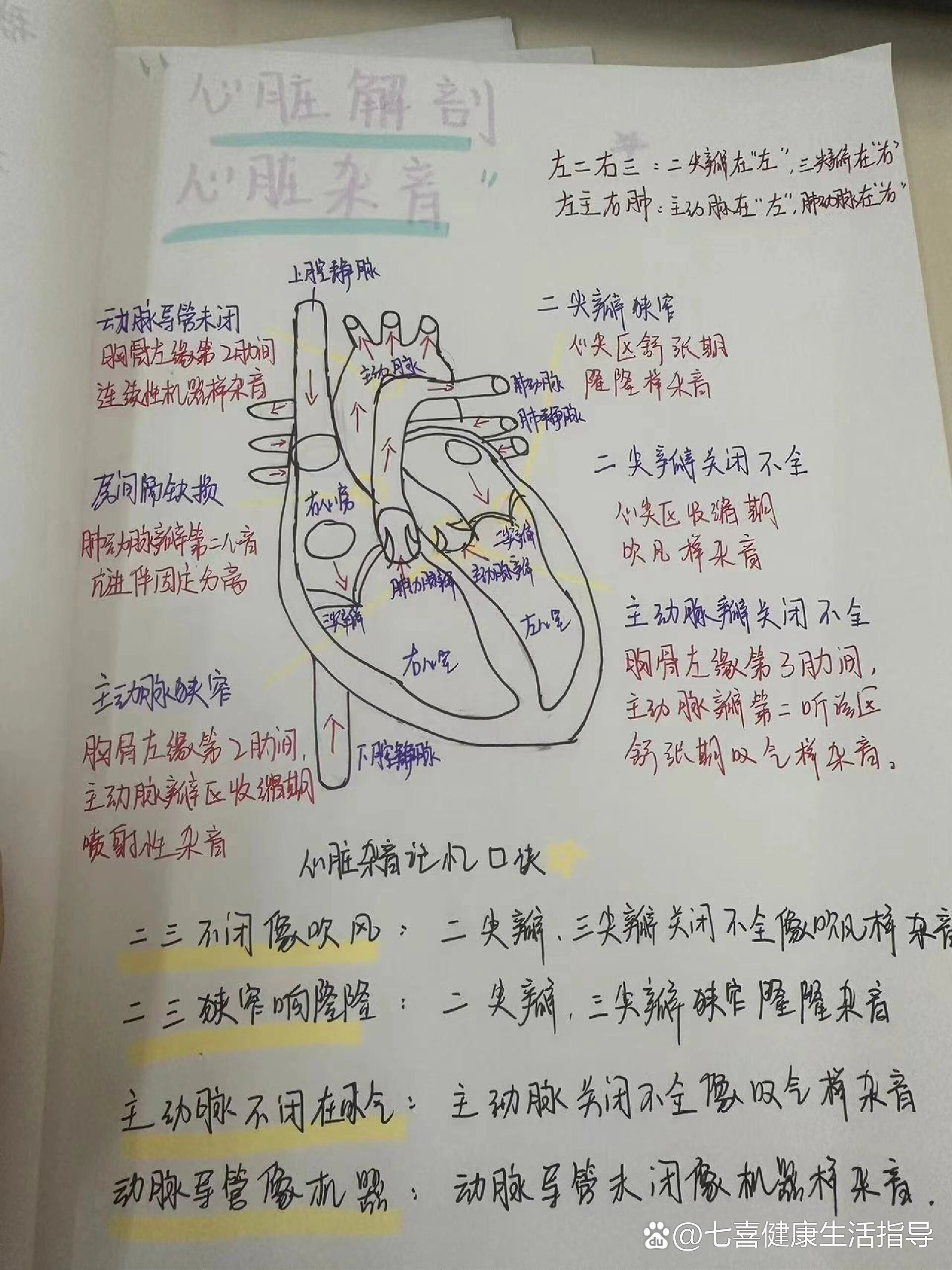 心脏解剖和心脏杂音图文讲解