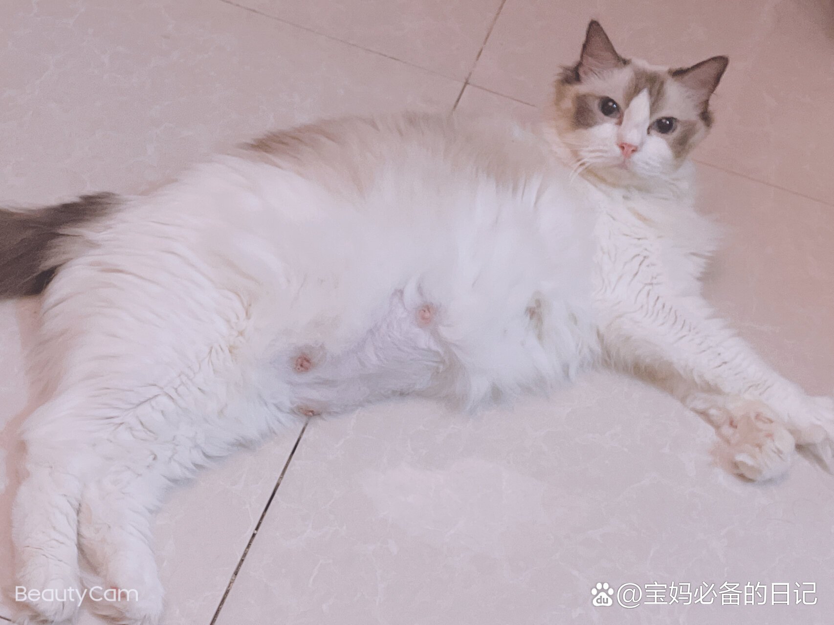 猫咪怀孕图片 肚子图片