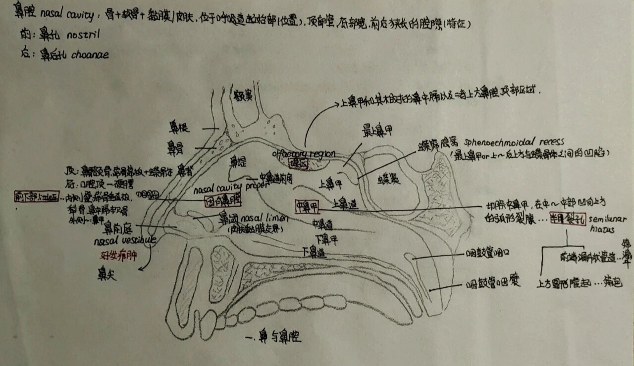 鼻子的组成结构图图片