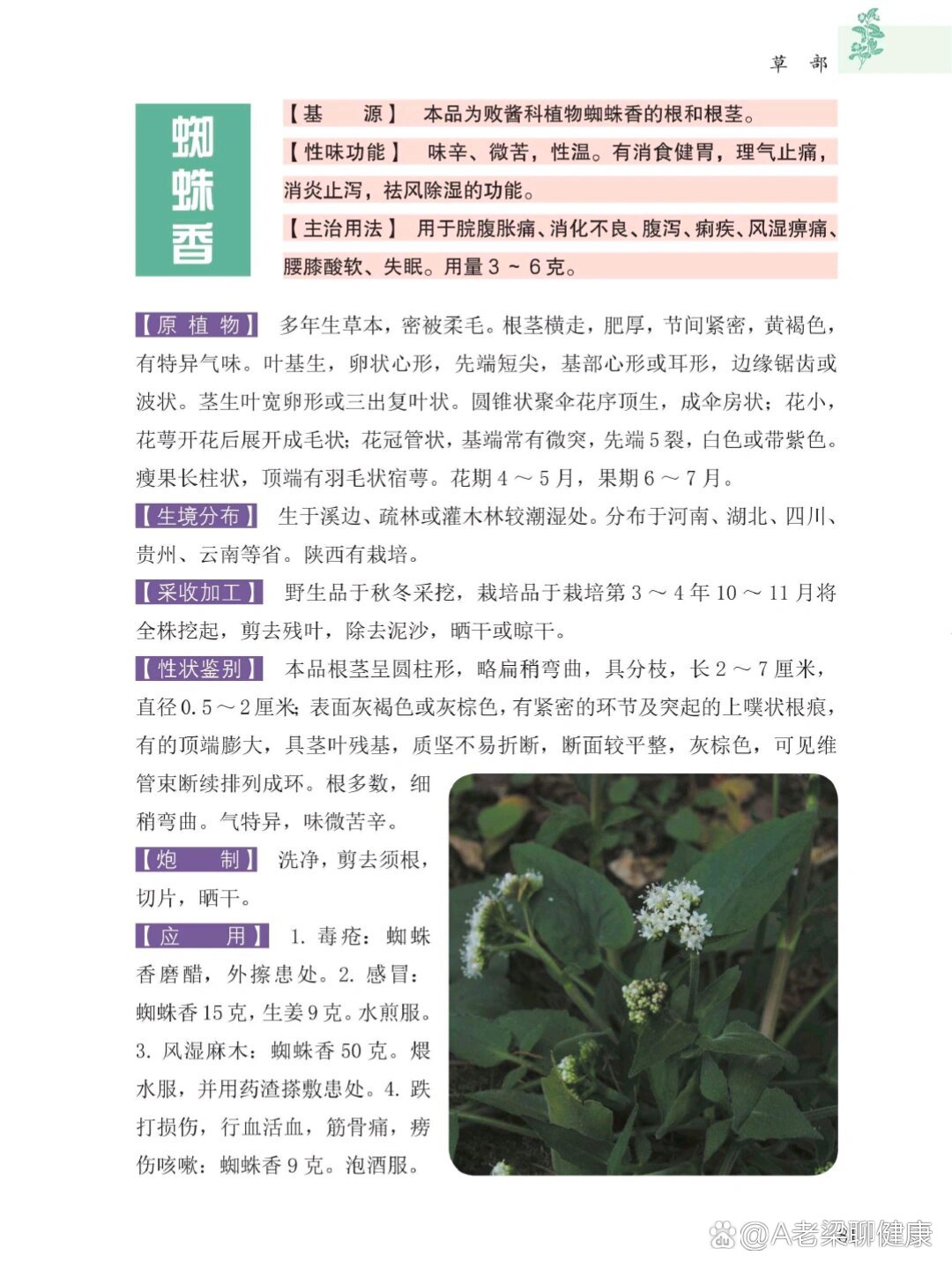 每天认识一种中药材