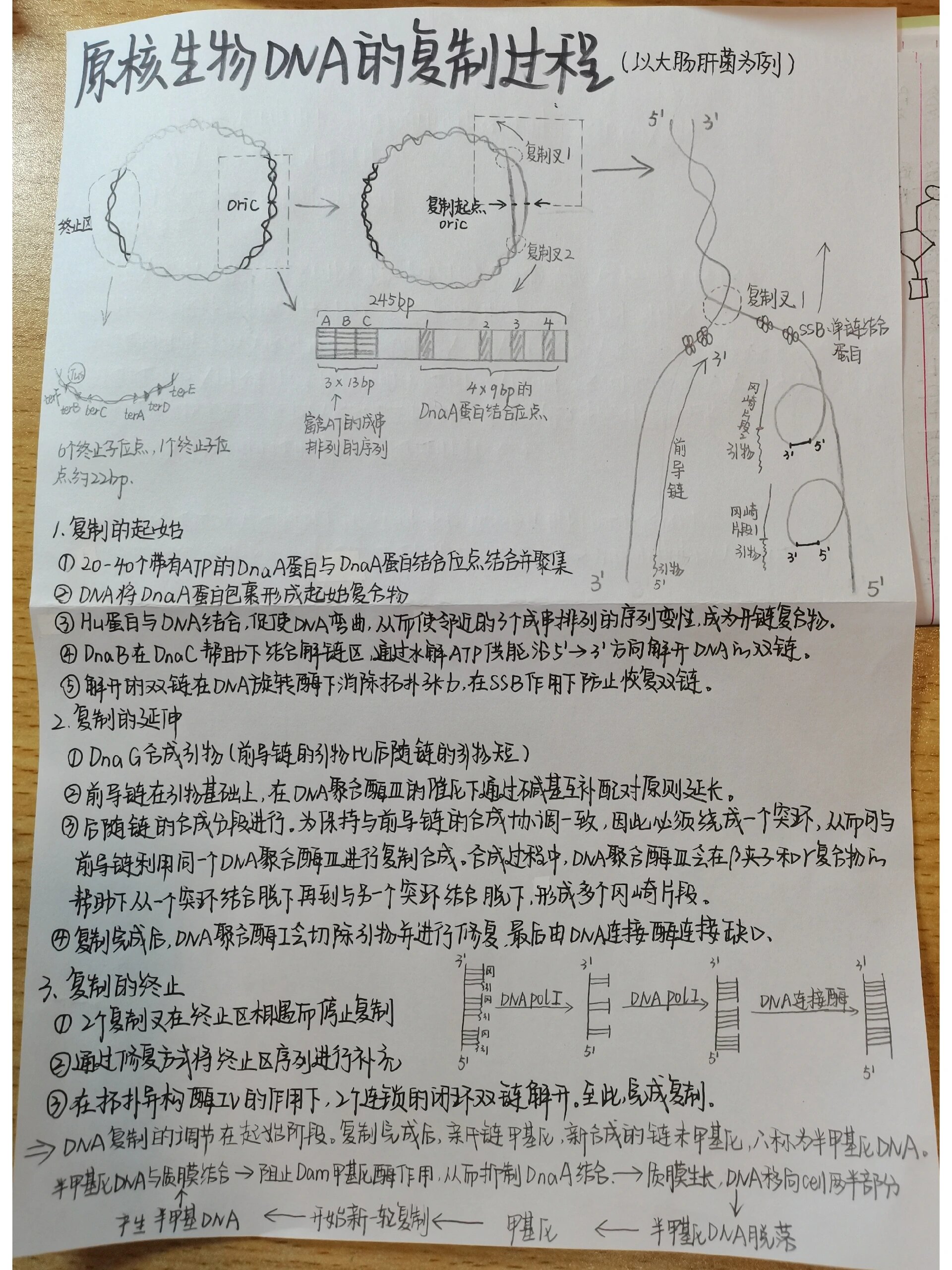 dna半保留复制计算图解图片