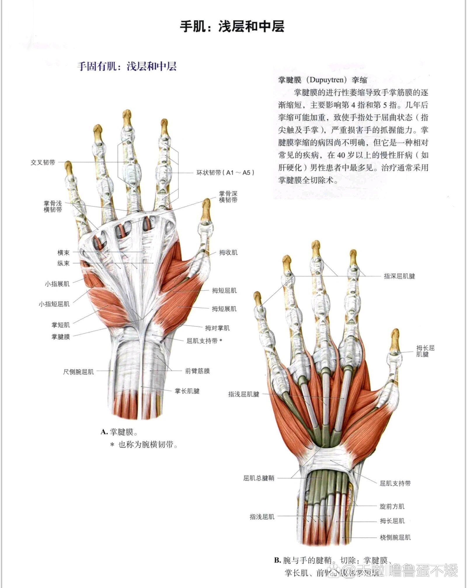 百度健康