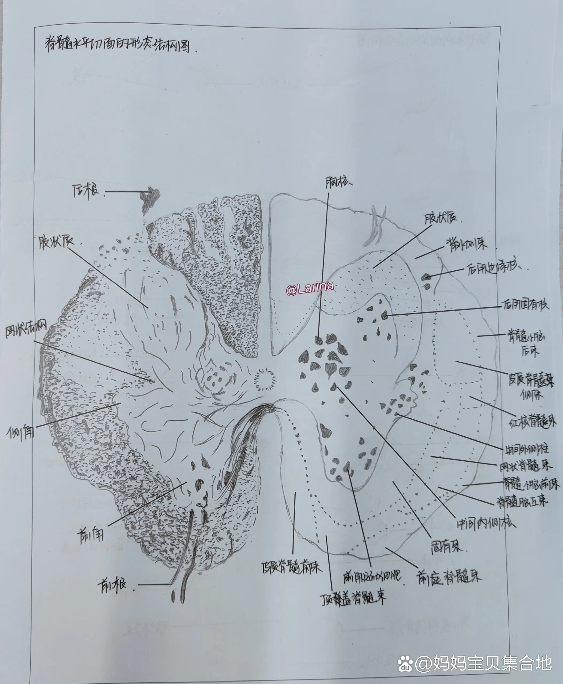  p>脊髓水平切面 手绘 br>医学生也可以做个美术生61566 /p>