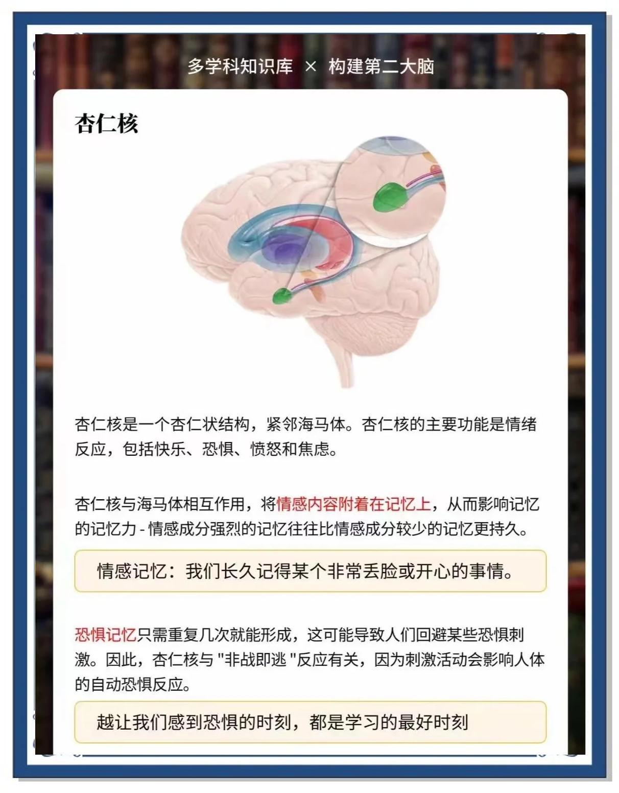 🧠杏仁核与海马体：情绪记忆与行为的奥秘