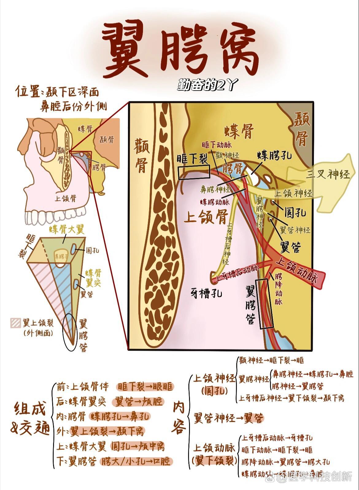 每日口腔知识点7315翼腭窝(全网最详细版)