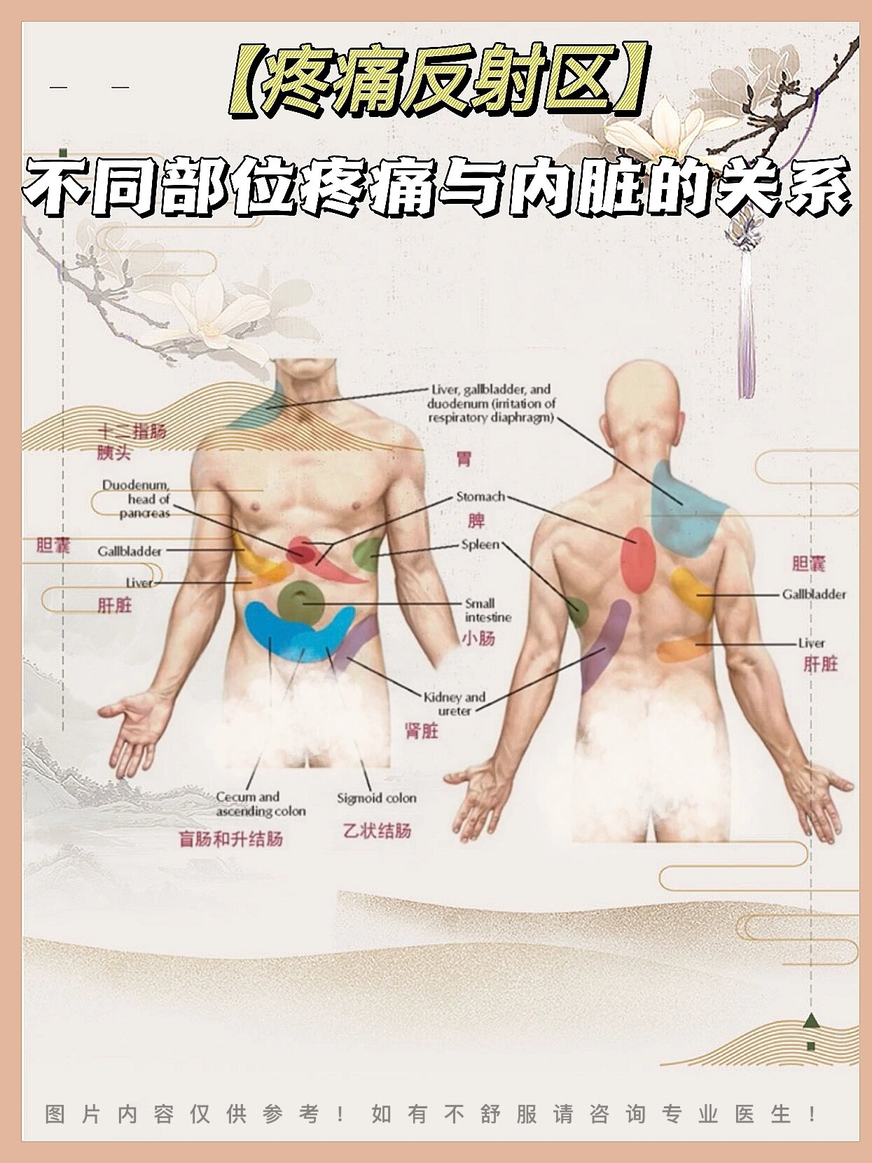 mark下身体不同部位疼痛的五脏六腑反射区