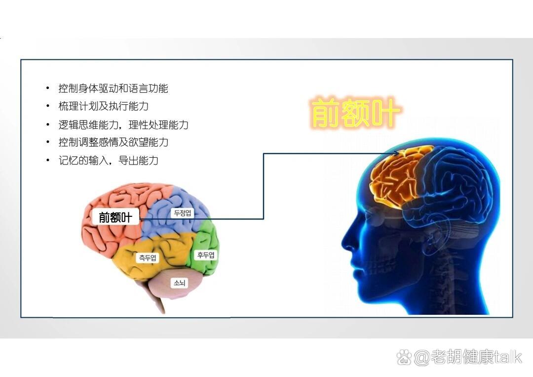 ​人类大脑半球🧠有四个额叶,额叶/顶叶/颞叶,枕叶.