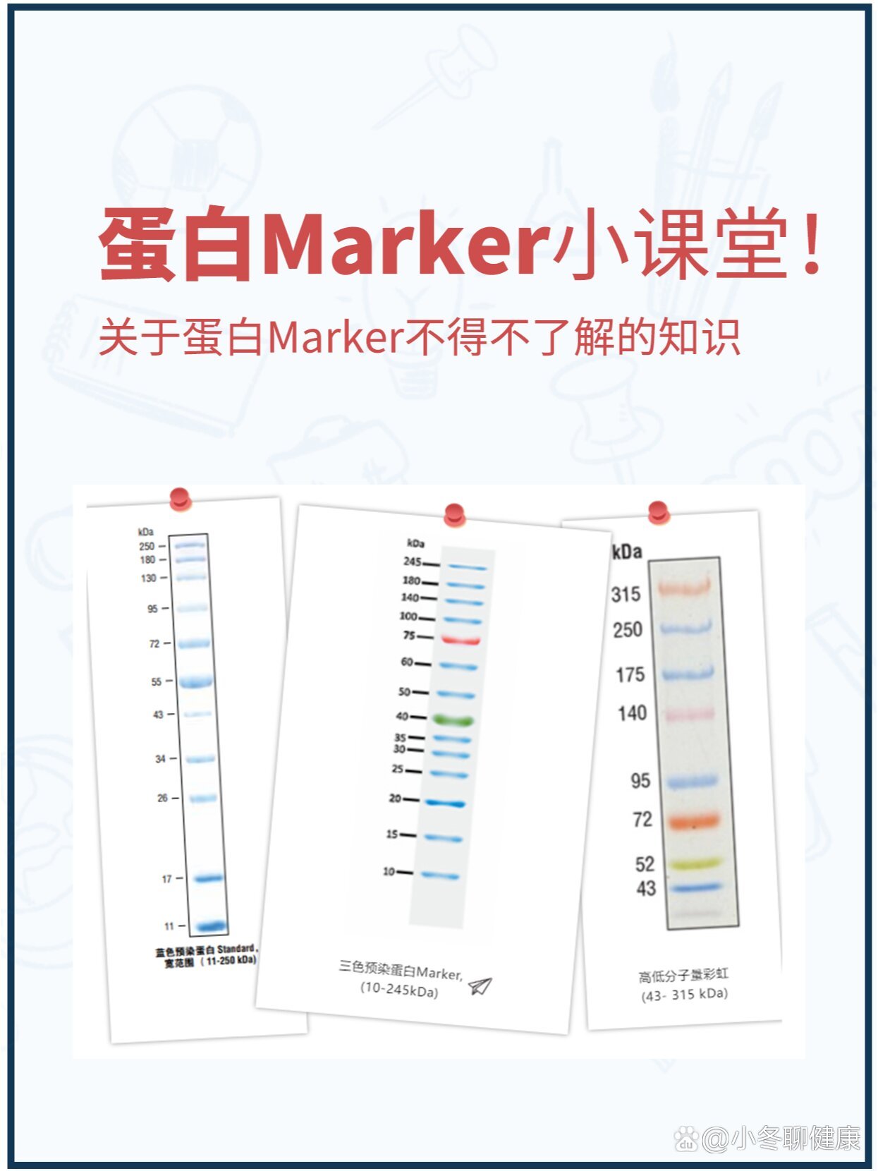 26625蛋白marker条带图图片