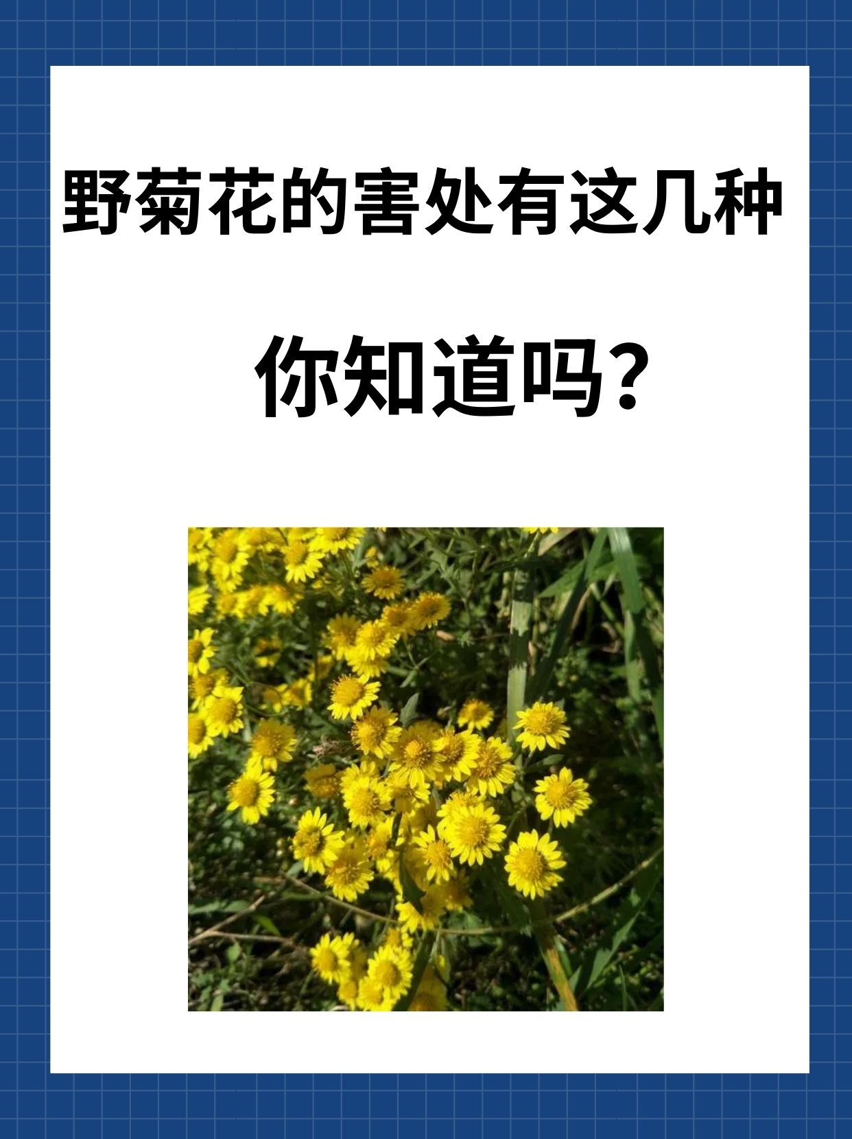 野菊花的害处有这几种,你知道吗