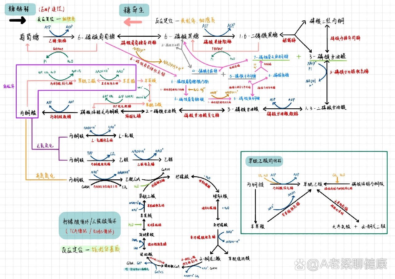 糖的代谢过程图解图片