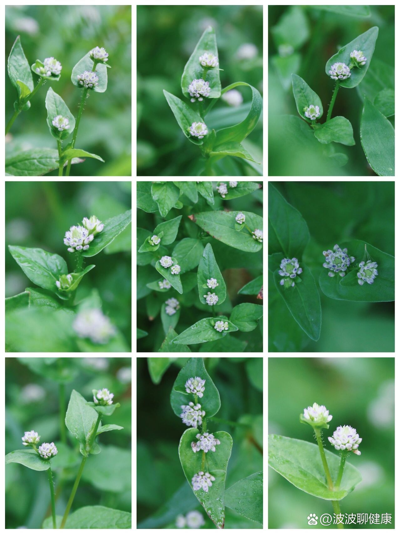 农村野生植物尼泊尔蓼