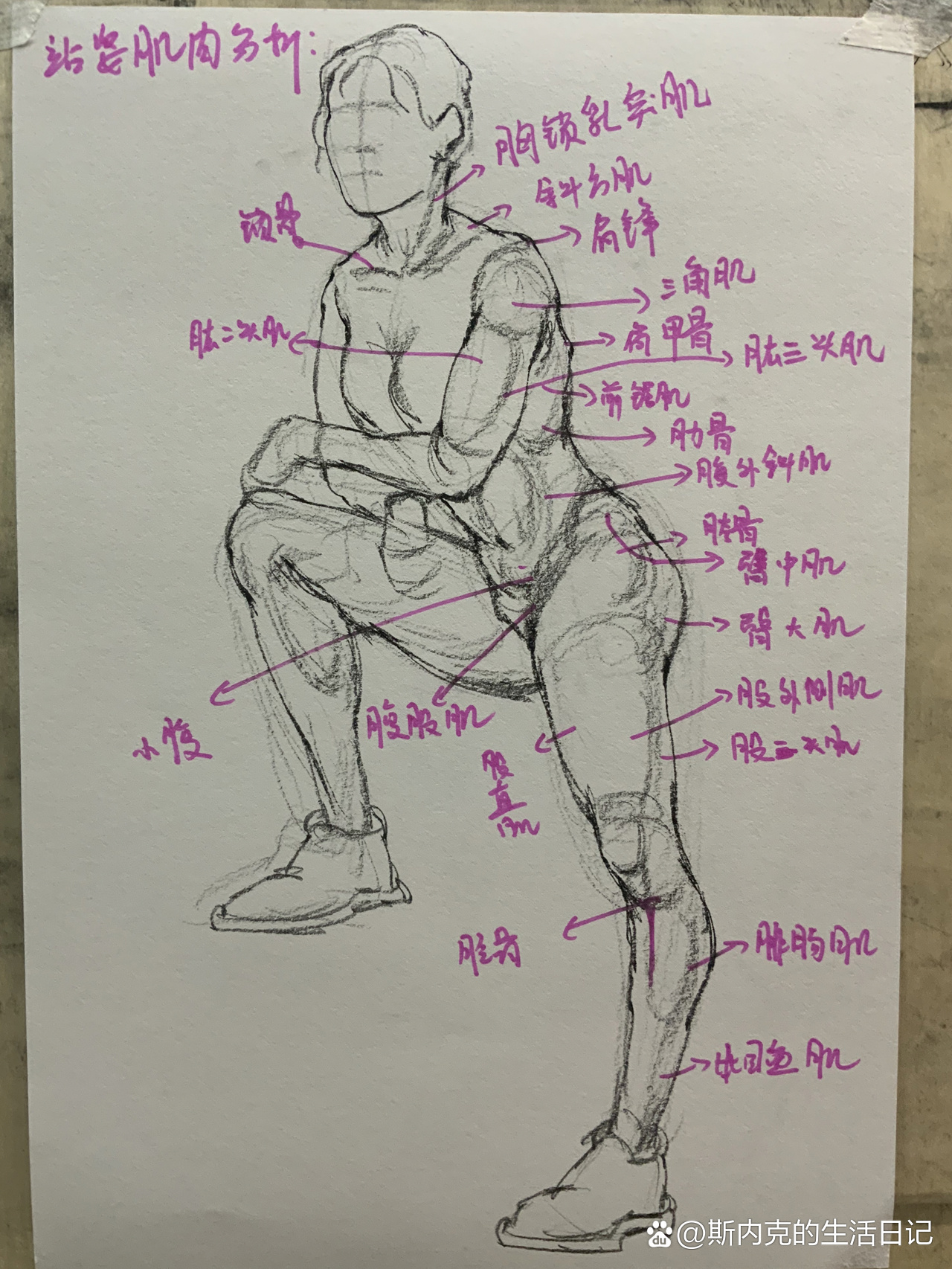 速写|人体肌肉分析图,赶紧收藏起来吧
