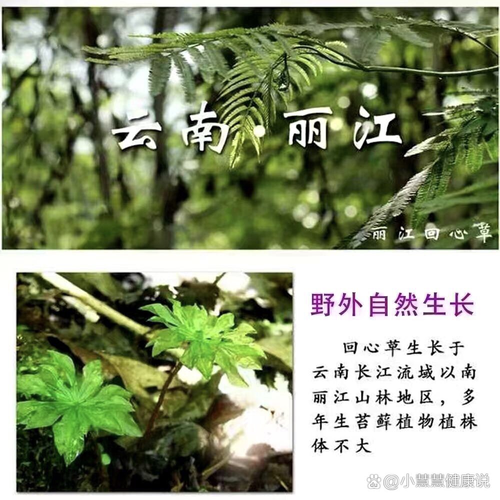【云南野生回心草】也叫铁脚一把伞,是心脏病克星,回心草味苦,辛,性平