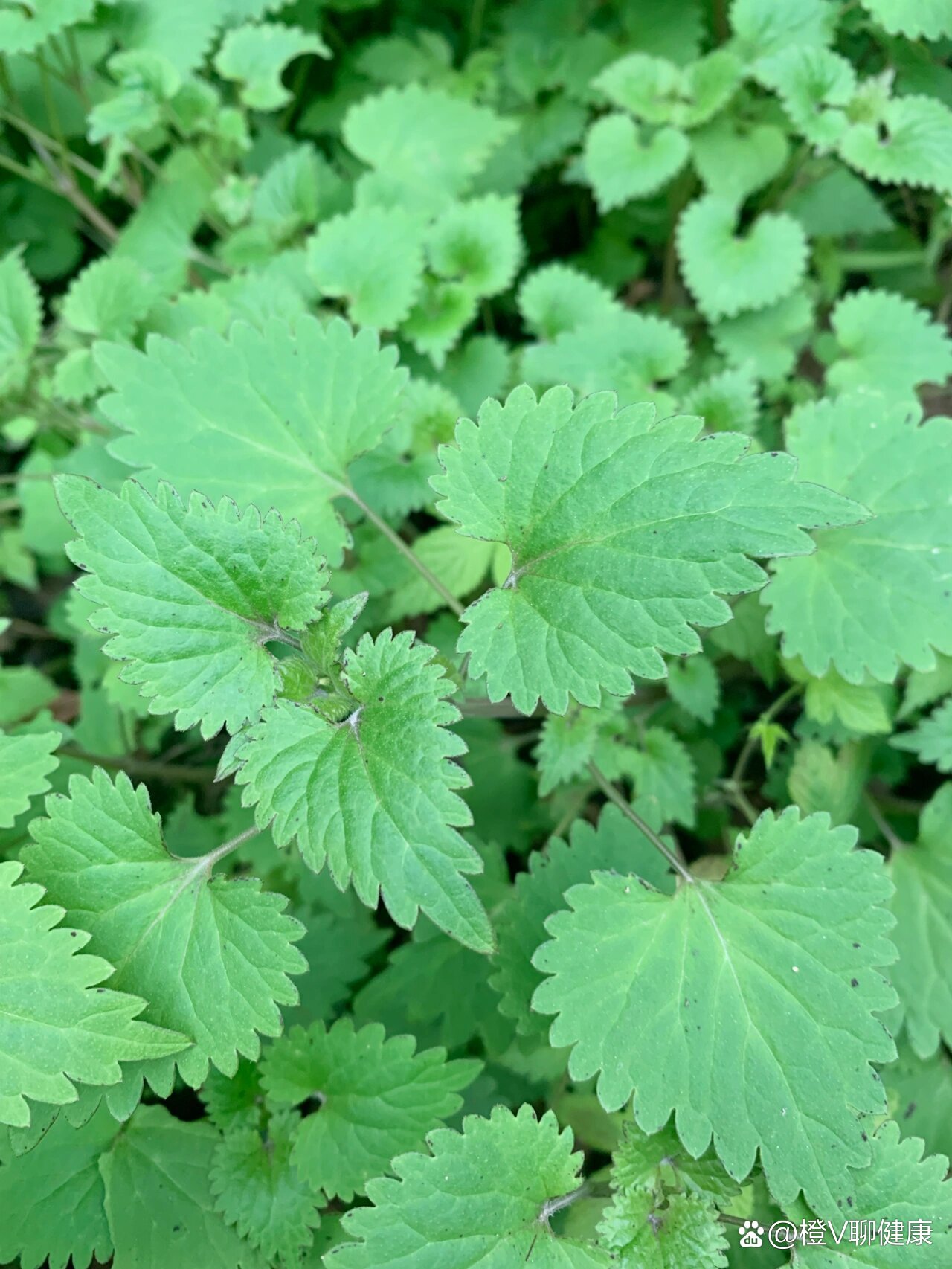 连钱草花图片图片