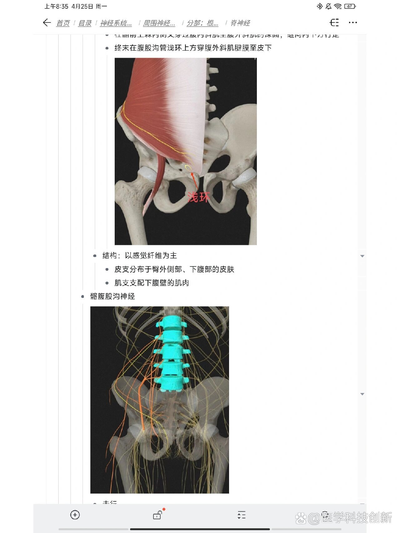 脊神经字母图片