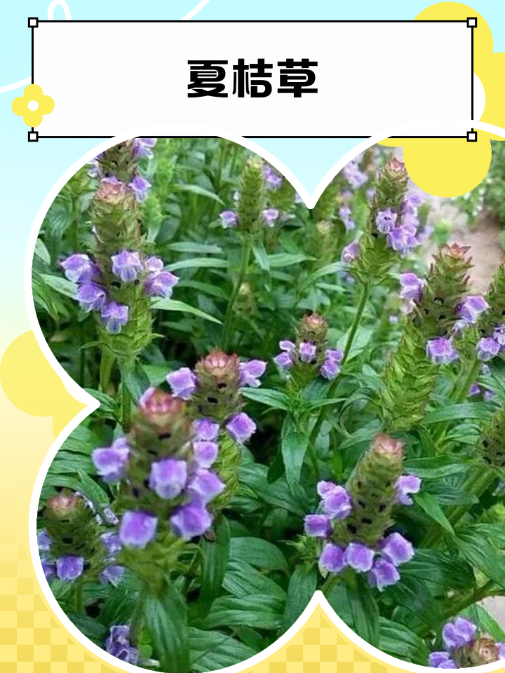 夏桔草