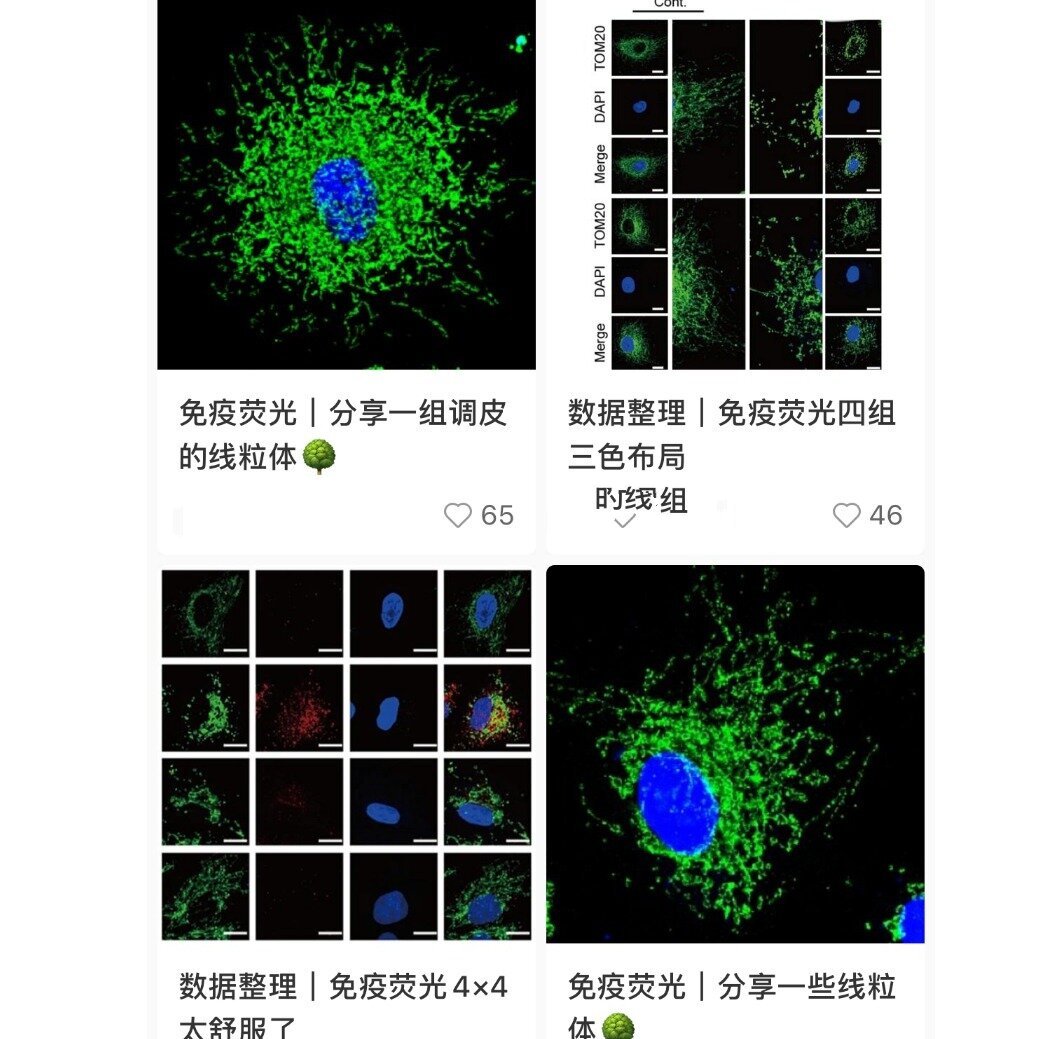 组织切片免疫荧光步骤图片