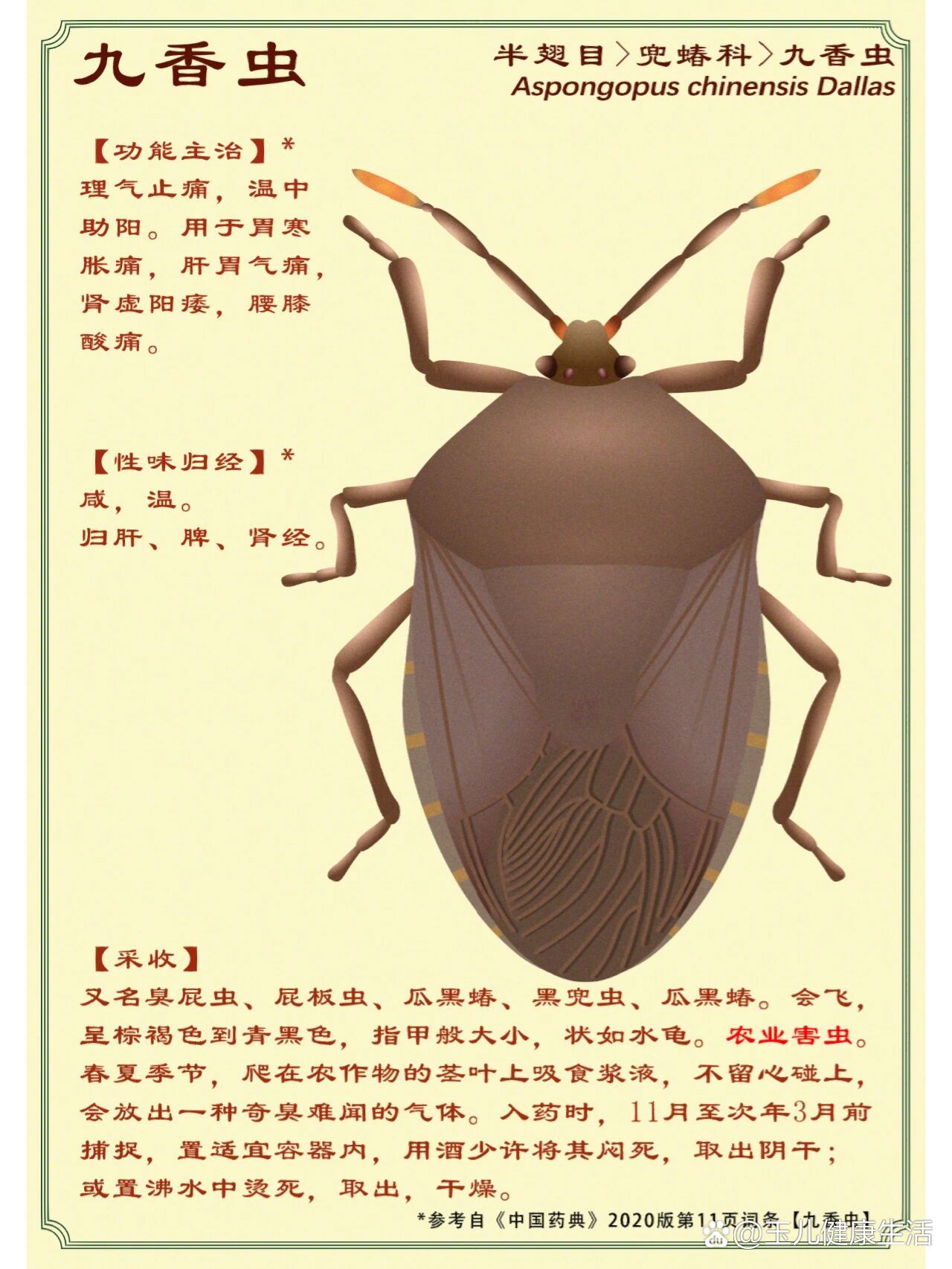 九龙虫药用价值图片