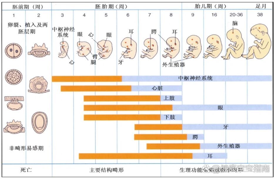 预防出生缺陷