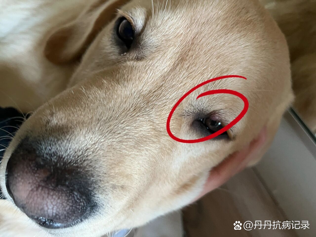 狗狗眼皮上长了个凸起的红点
