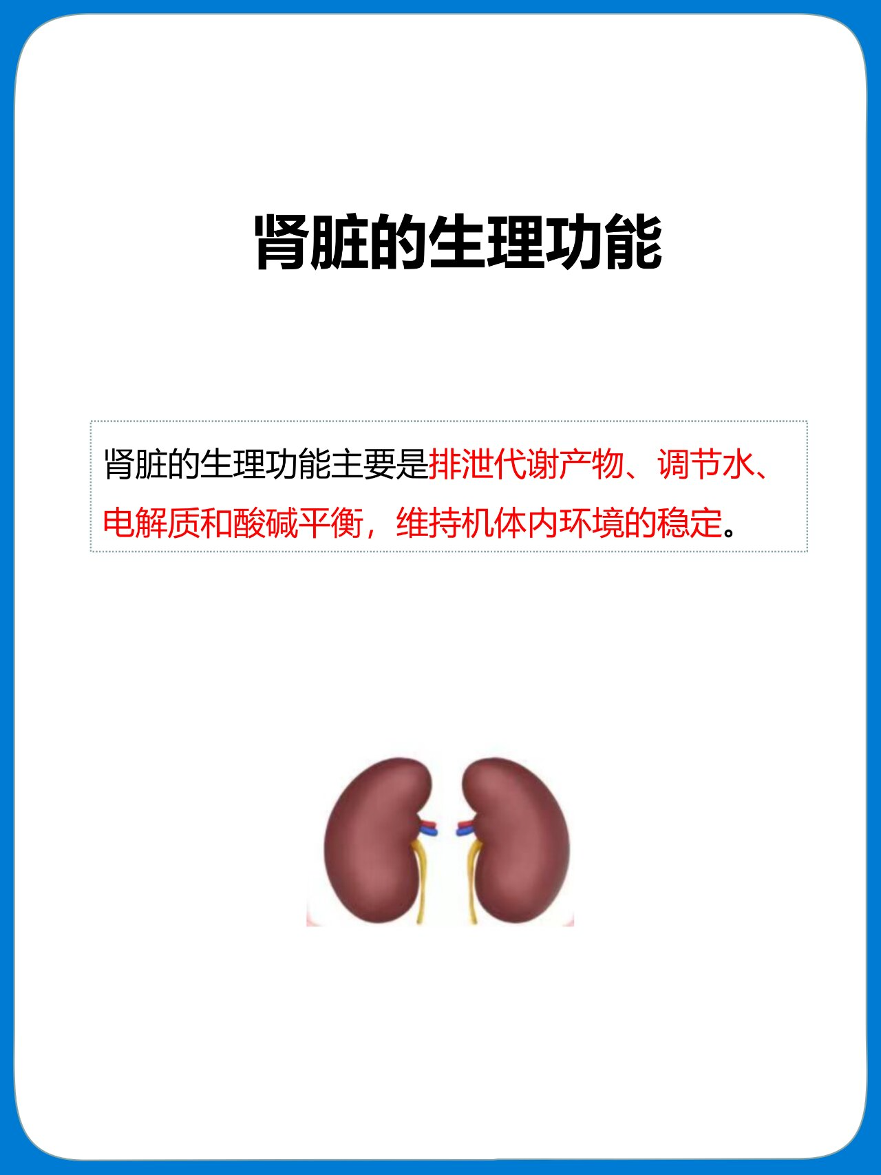 肾脏的生理功能详解