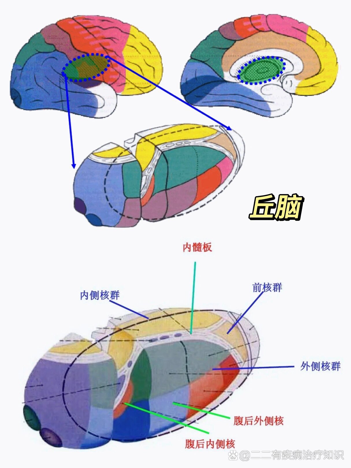 内囊构成图片