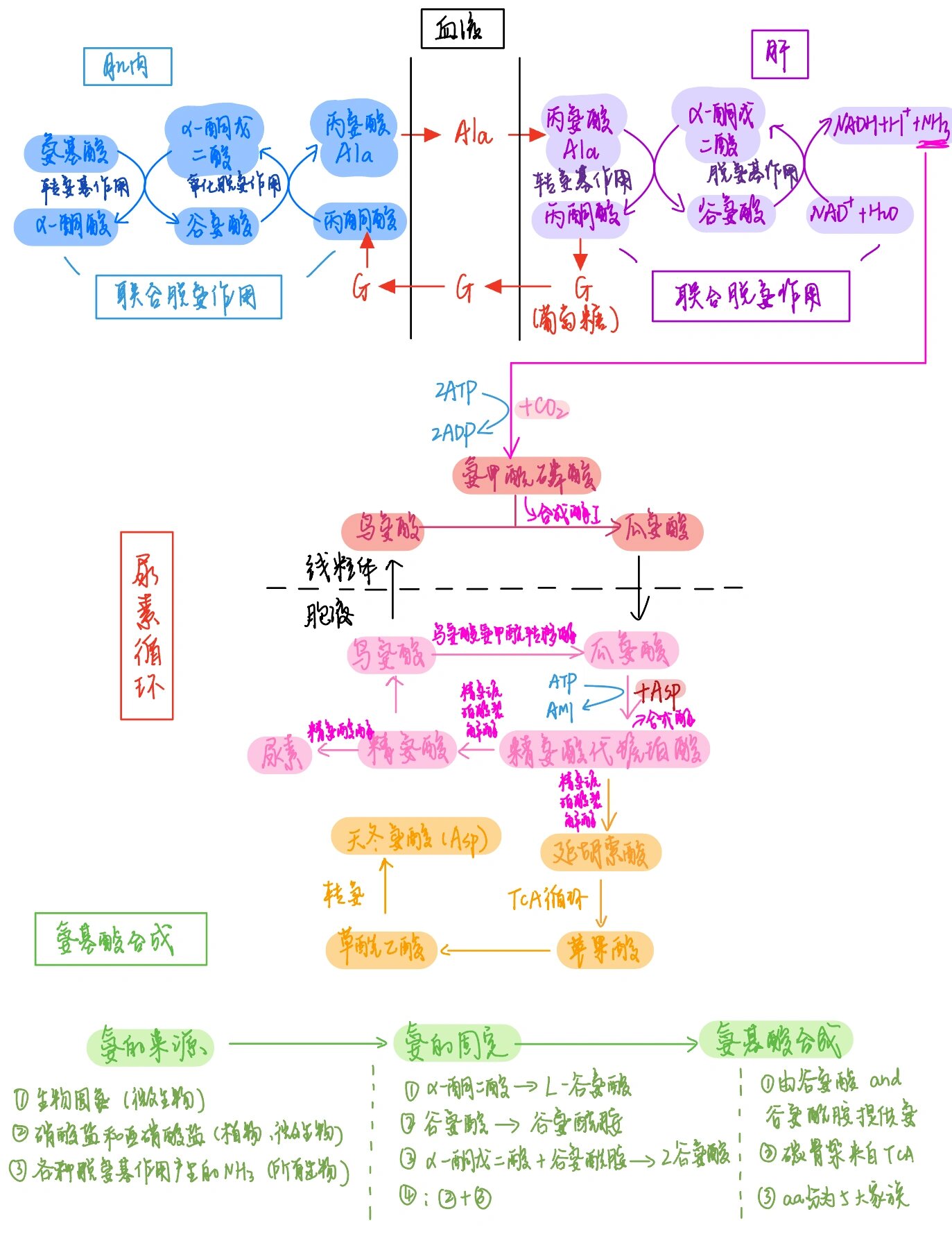 琥珀酸代谢图片