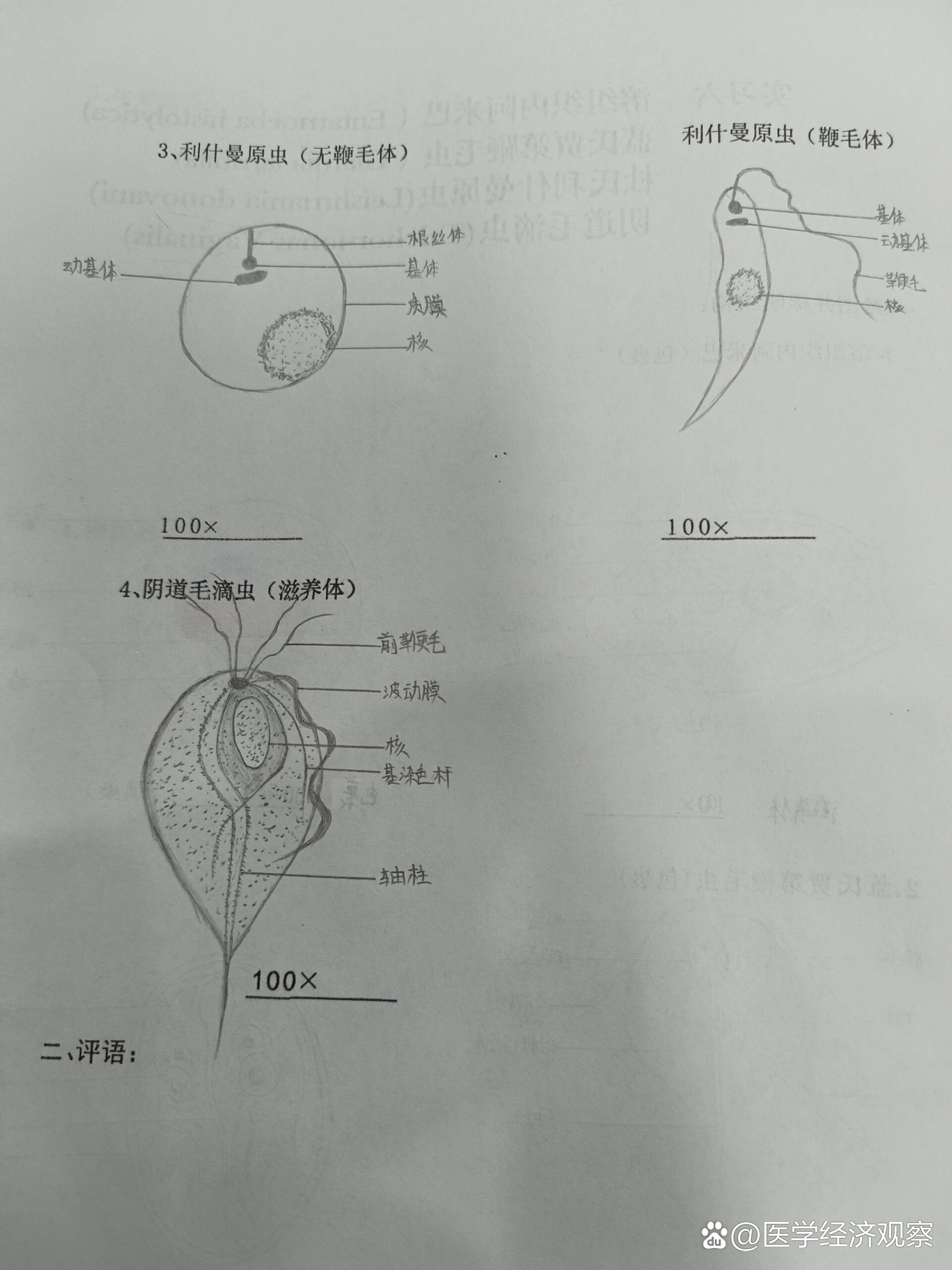 杜氏利什曼原虫利杜体图片