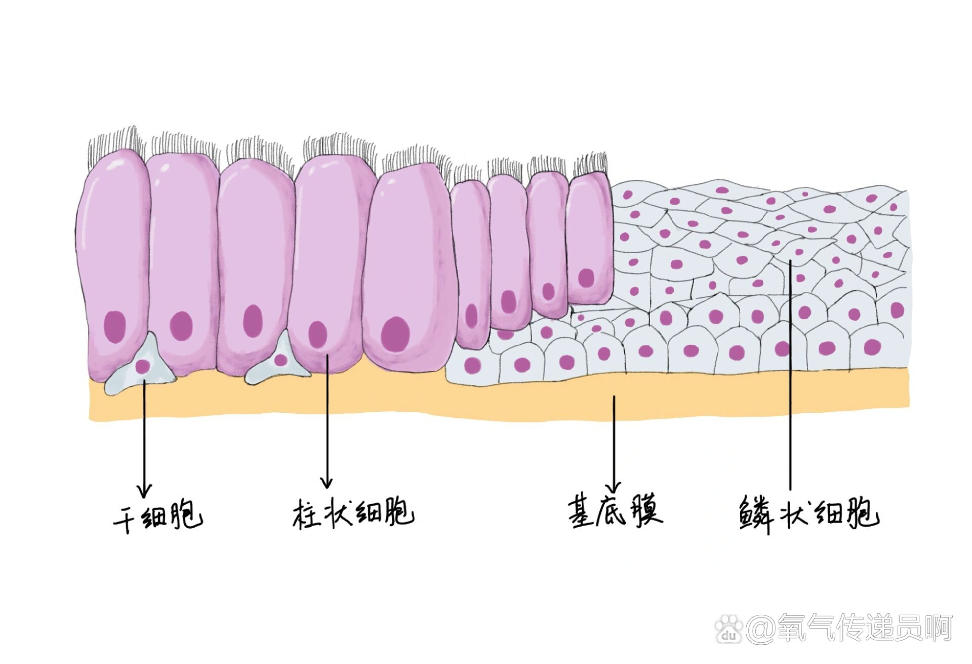 上皮组织手绘图10倍图片