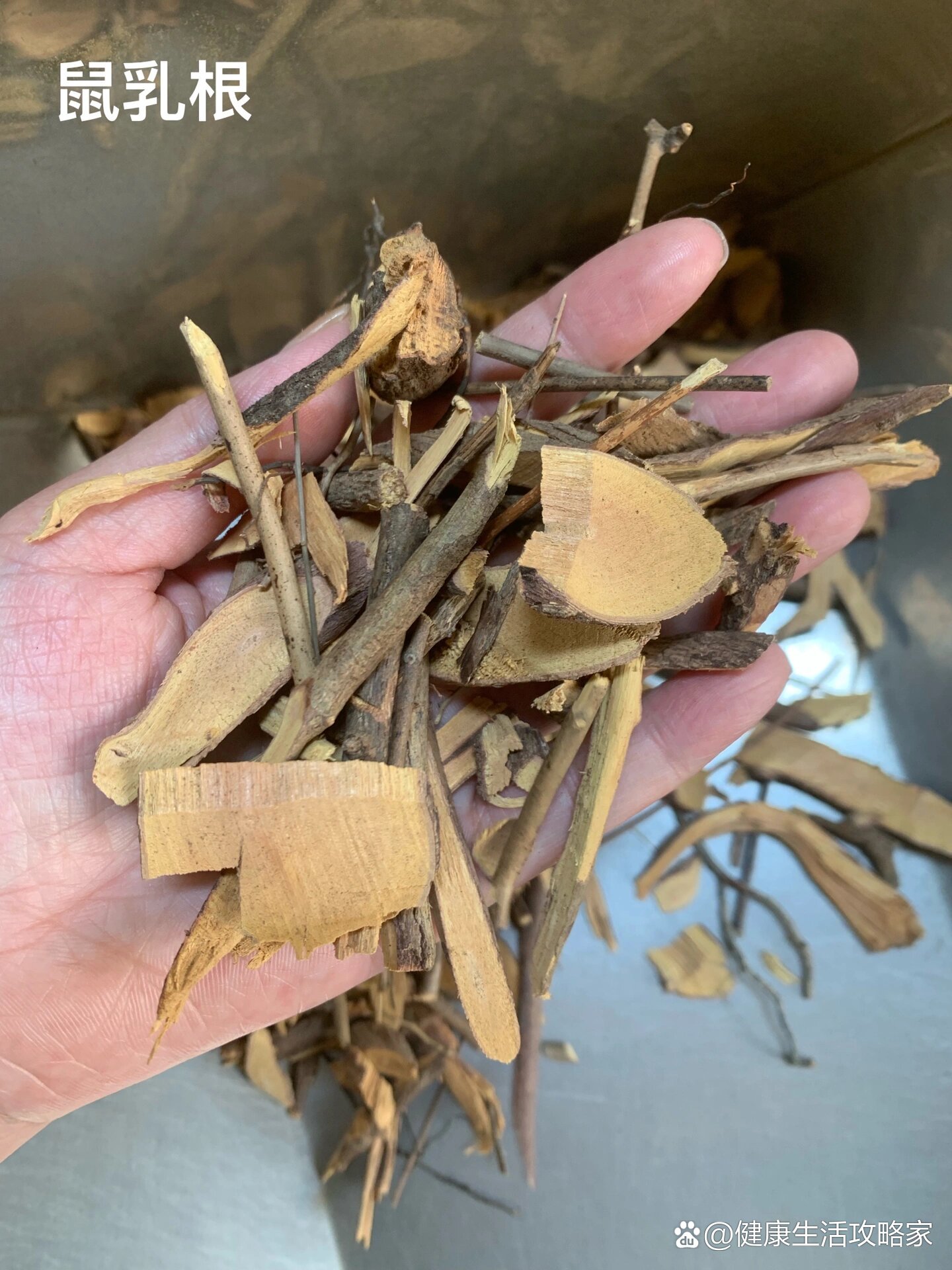 潮汕百草药分享篇之鼠乳根鼠乳根 学名:鼠李科勿儿茶属老鼠耳<