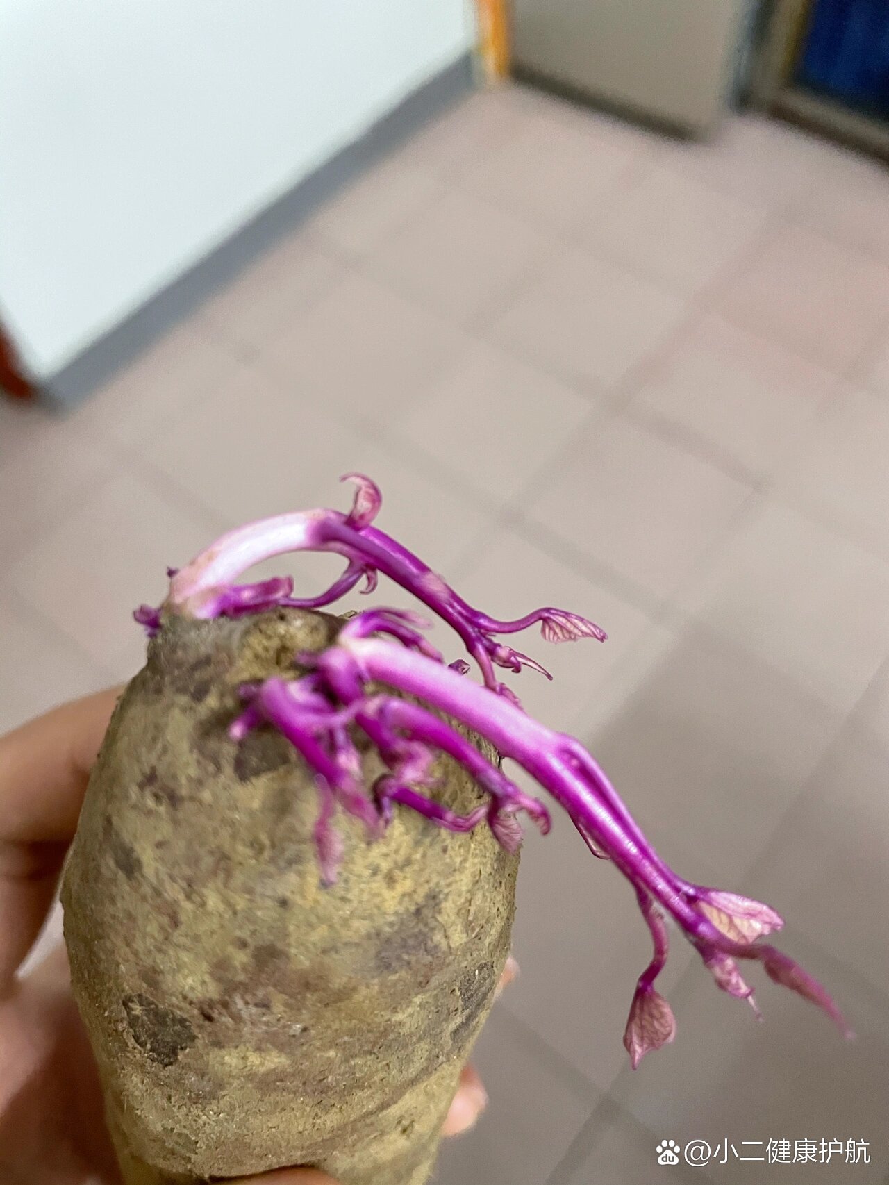 紫薯发芽97了还能吃吗?