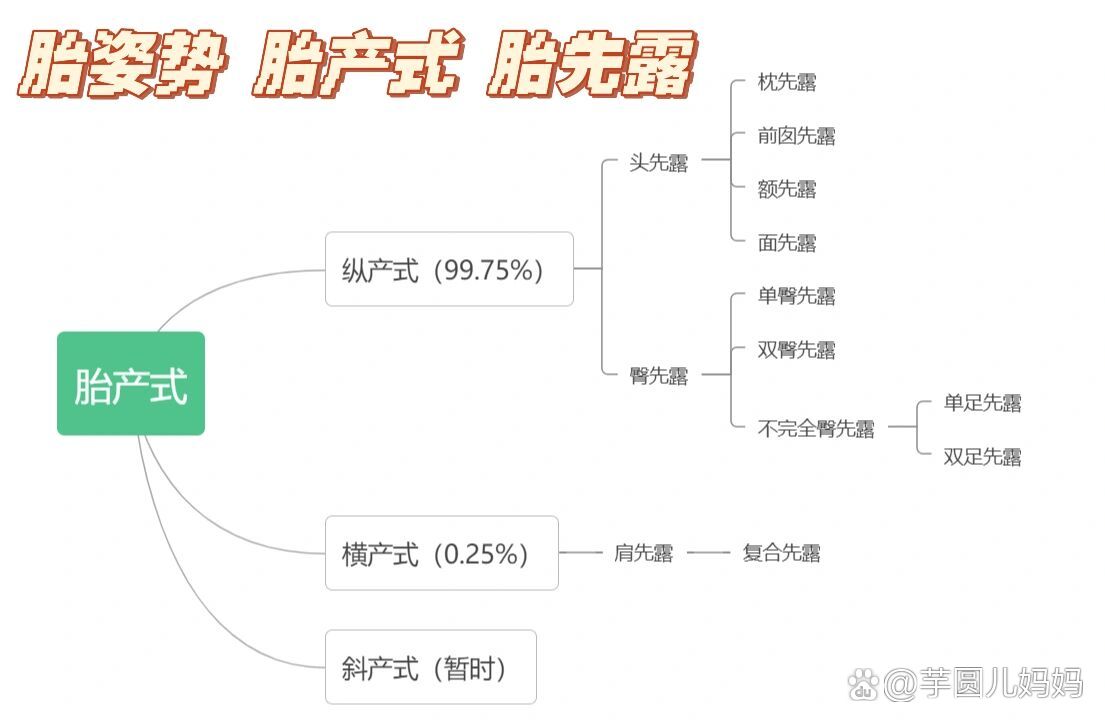 胎姿势,胎产式,胎先露