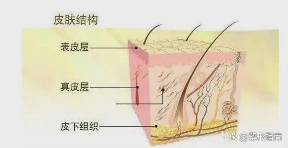 肘缝进针图图片