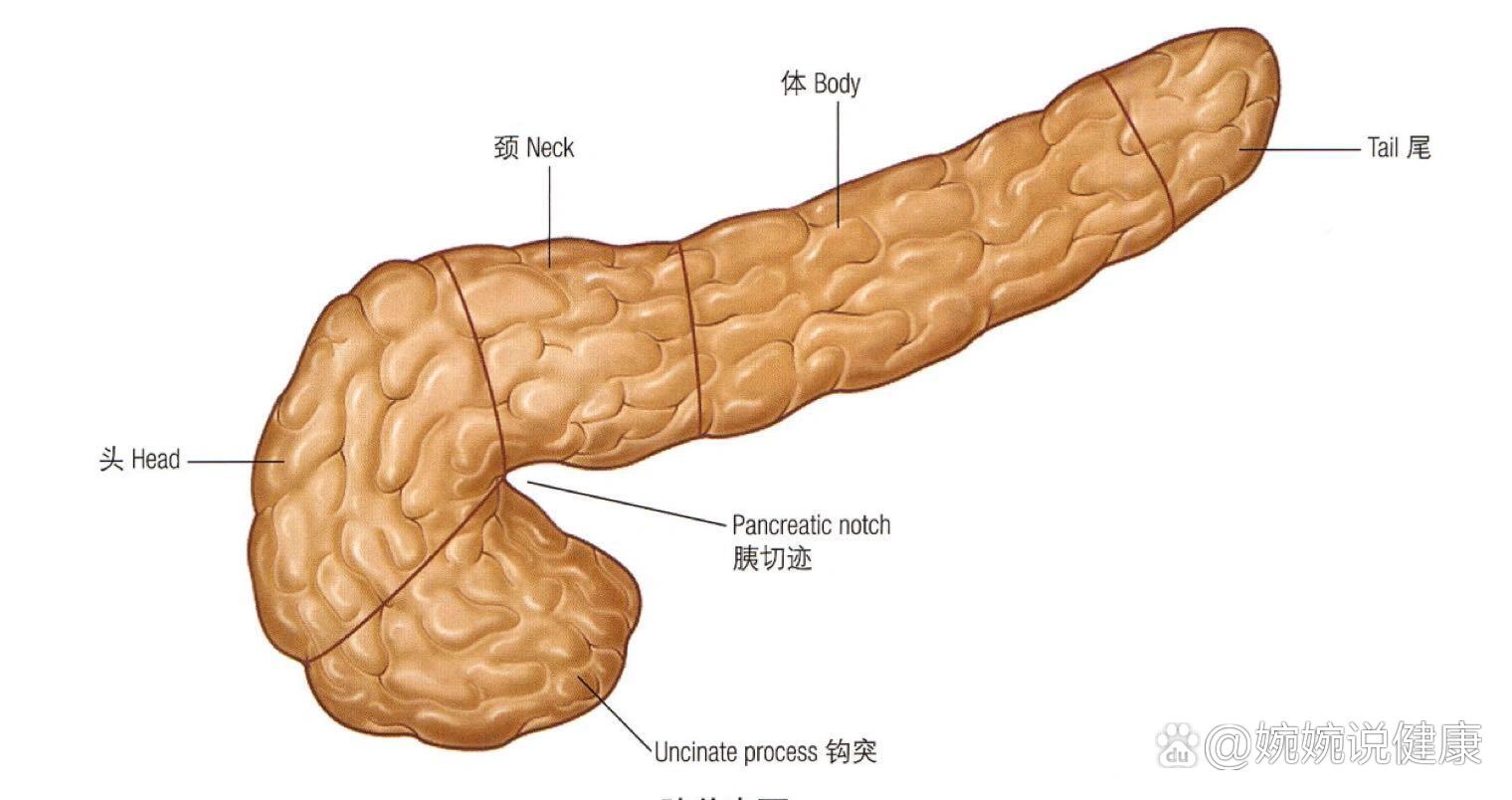 胰腺的分部图片