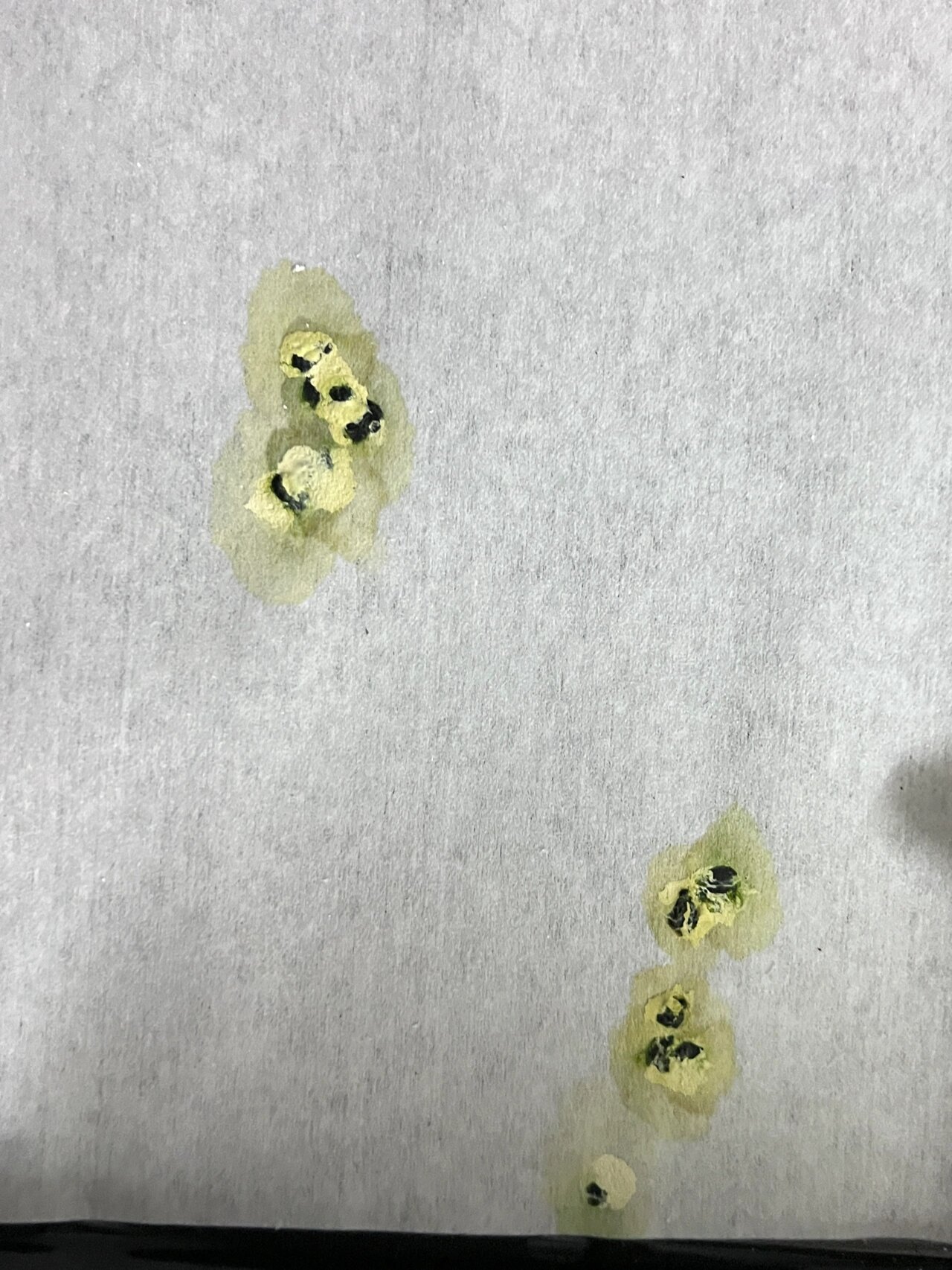 玄凤一天没吃精神不振