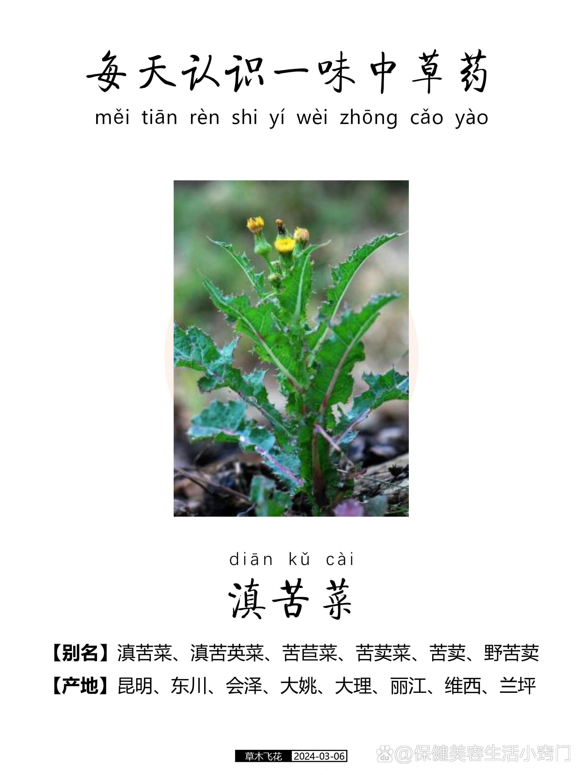 是菊科毛连菜属二年生草本植物 br 92 别名 滇苦菜