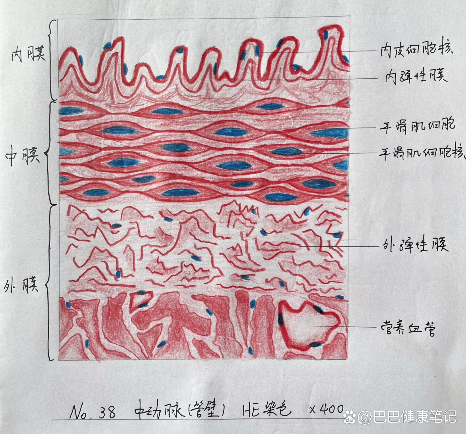 组胚绘图中动脉