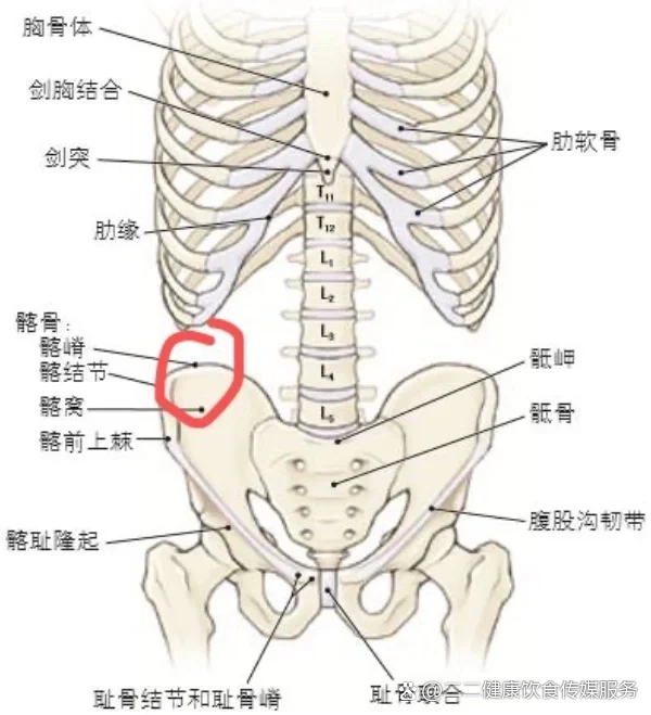 髂骨解剖结构图详解图片