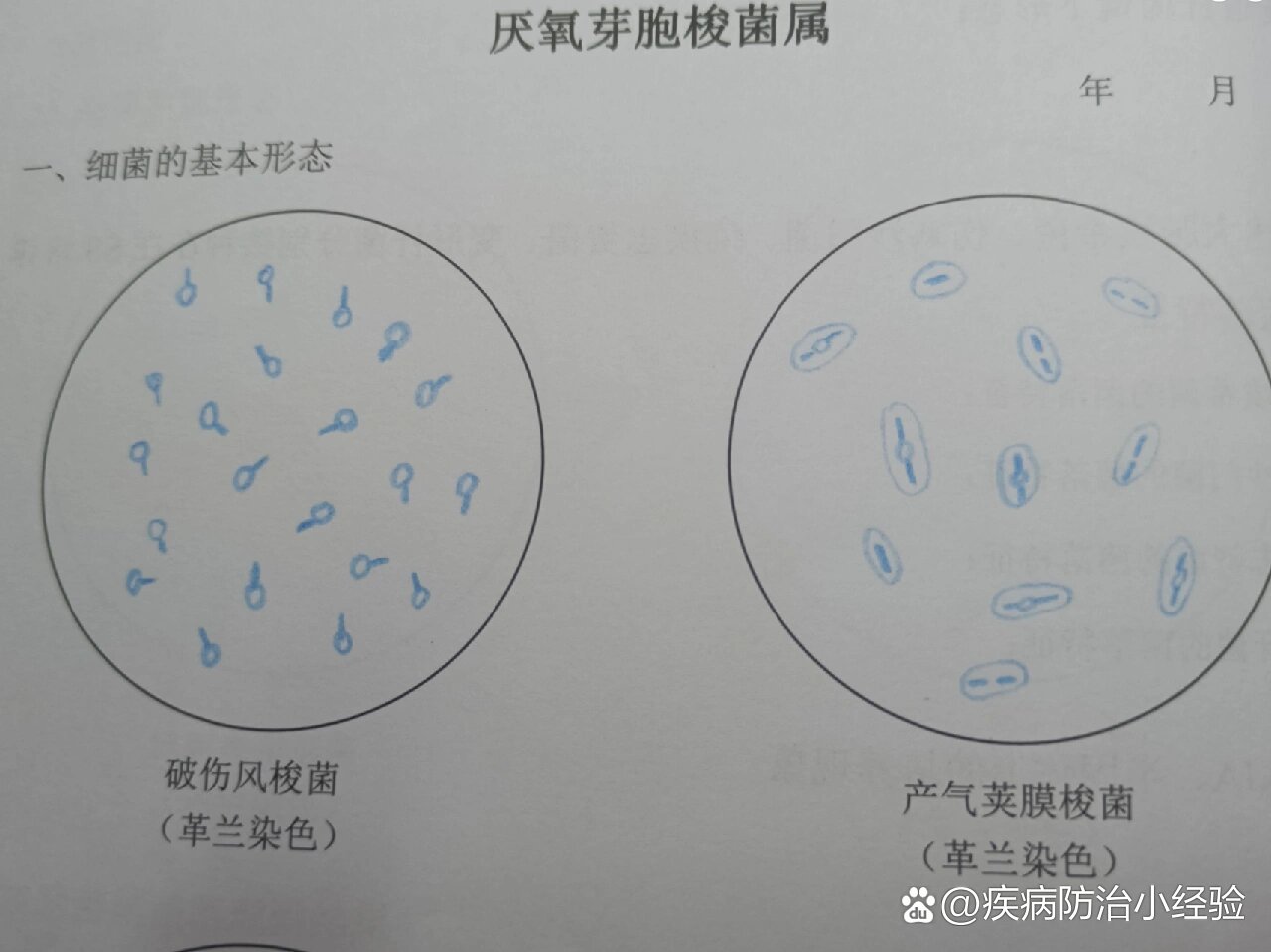 微生物学红蓝铅笔手绘图