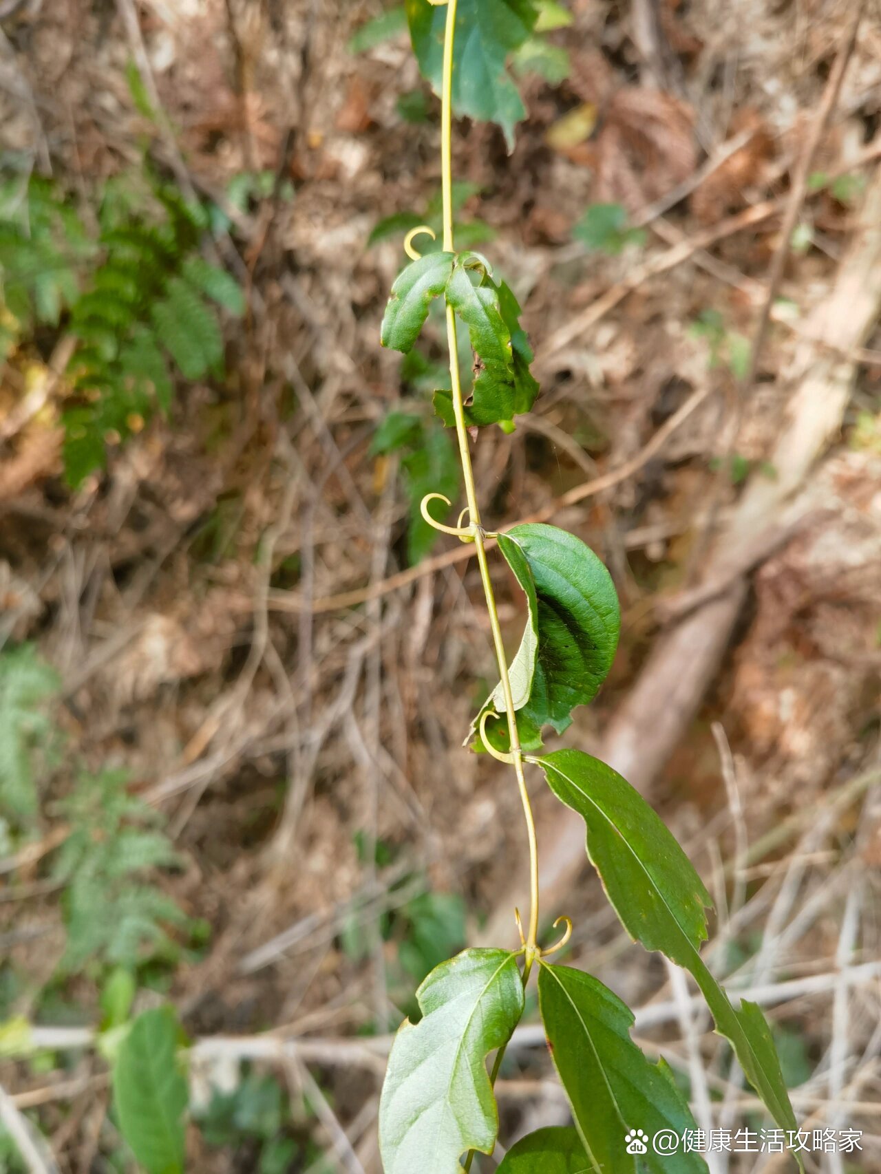 药用植物