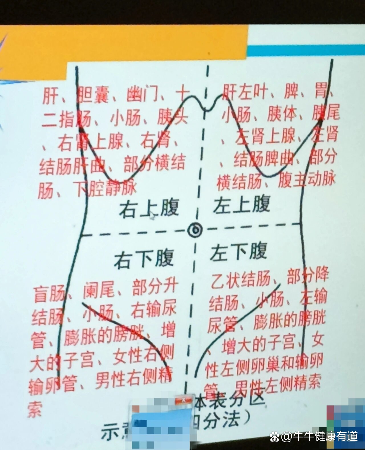 腹部4分法图片