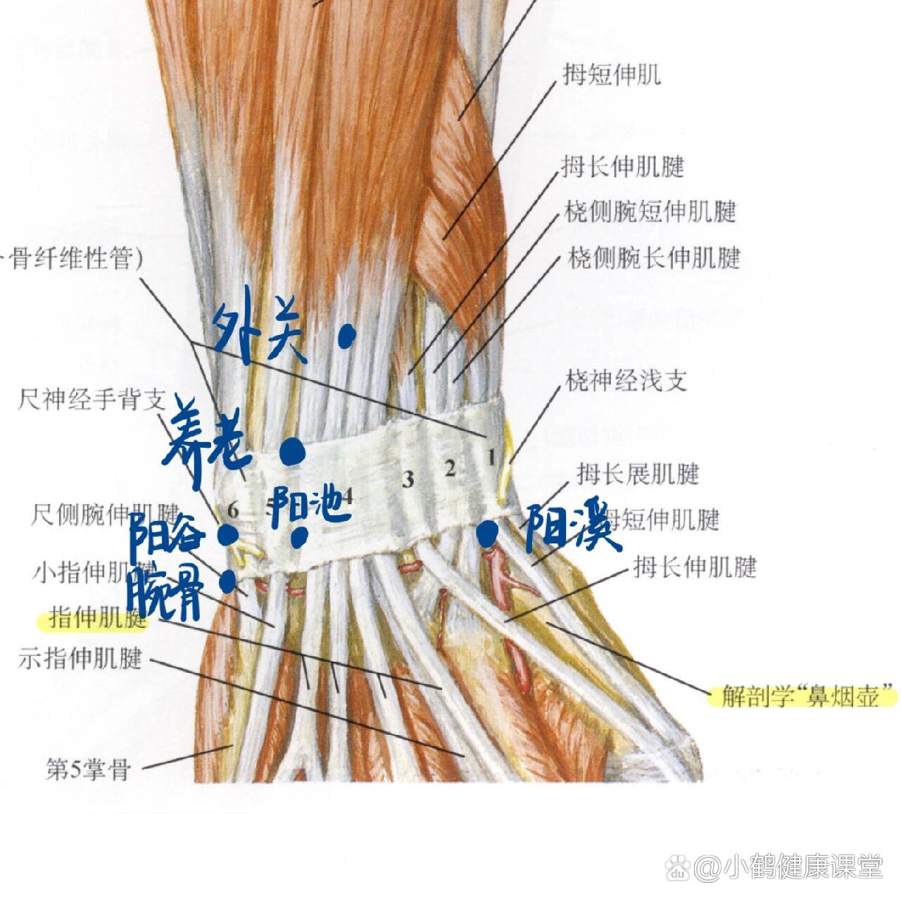 手腕图解大全图片大全图片