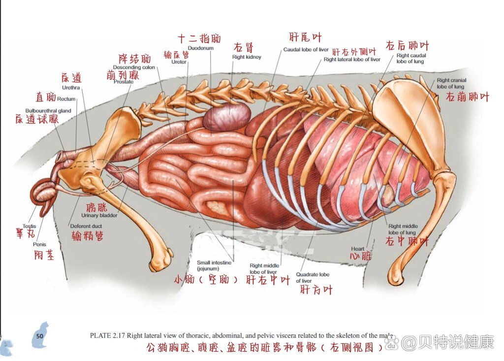 猫的身体内脏结构图图片