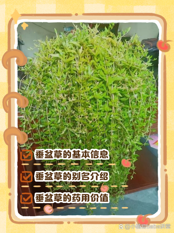 垂盆草别名