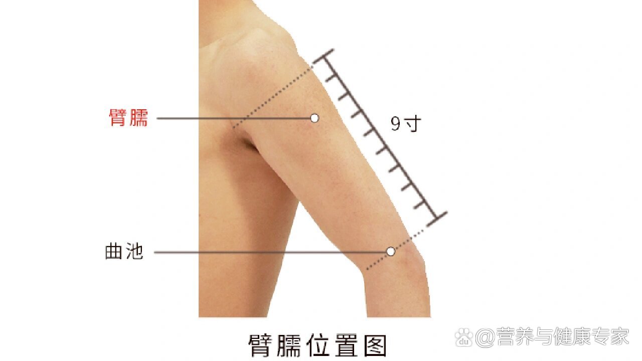 手臂弯寸关图片图片