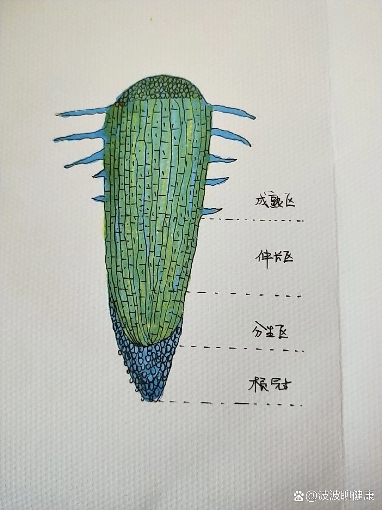 玉米根尖纵切简图图片